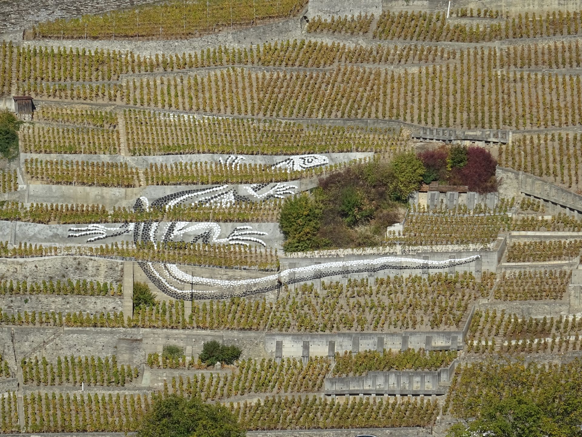 Yvorne